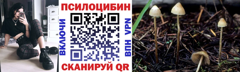 дарнет шоп  Карачаевск  Псилоцибиновые грибы Psilocybe 